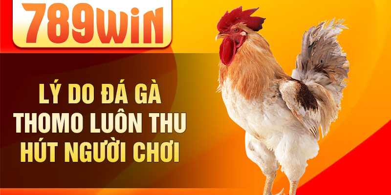 Lý do đá gà thomo luôn thu hút người chơi Lý do đá gà thomo luôn thu hút người chơi