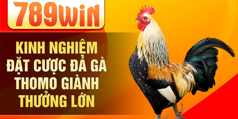 Kinh nghiệm đặt cược đá gà Thomo giành thưởng lớn Kinh nghiệm đặt cược đá gà Thomo giành thưởng lớn